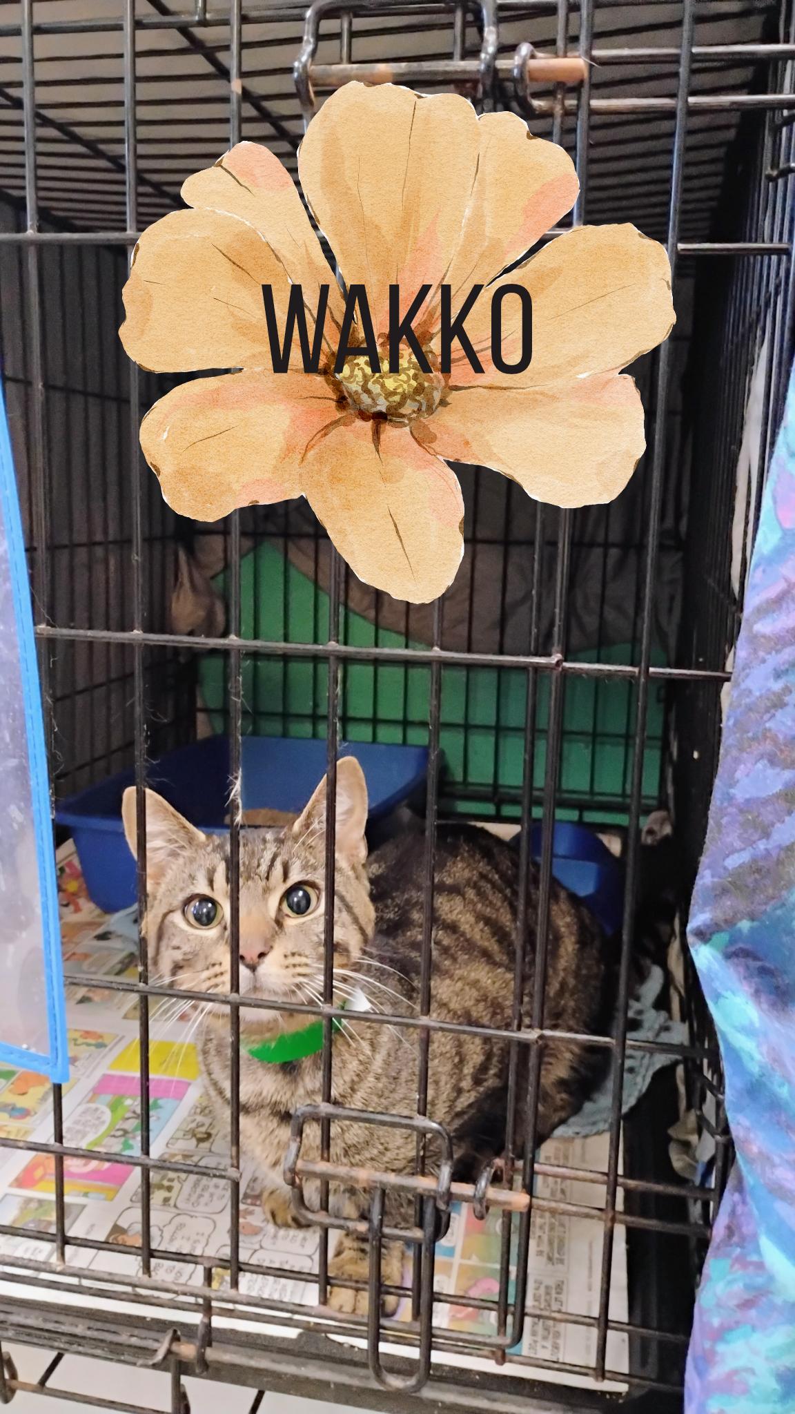 Wakko