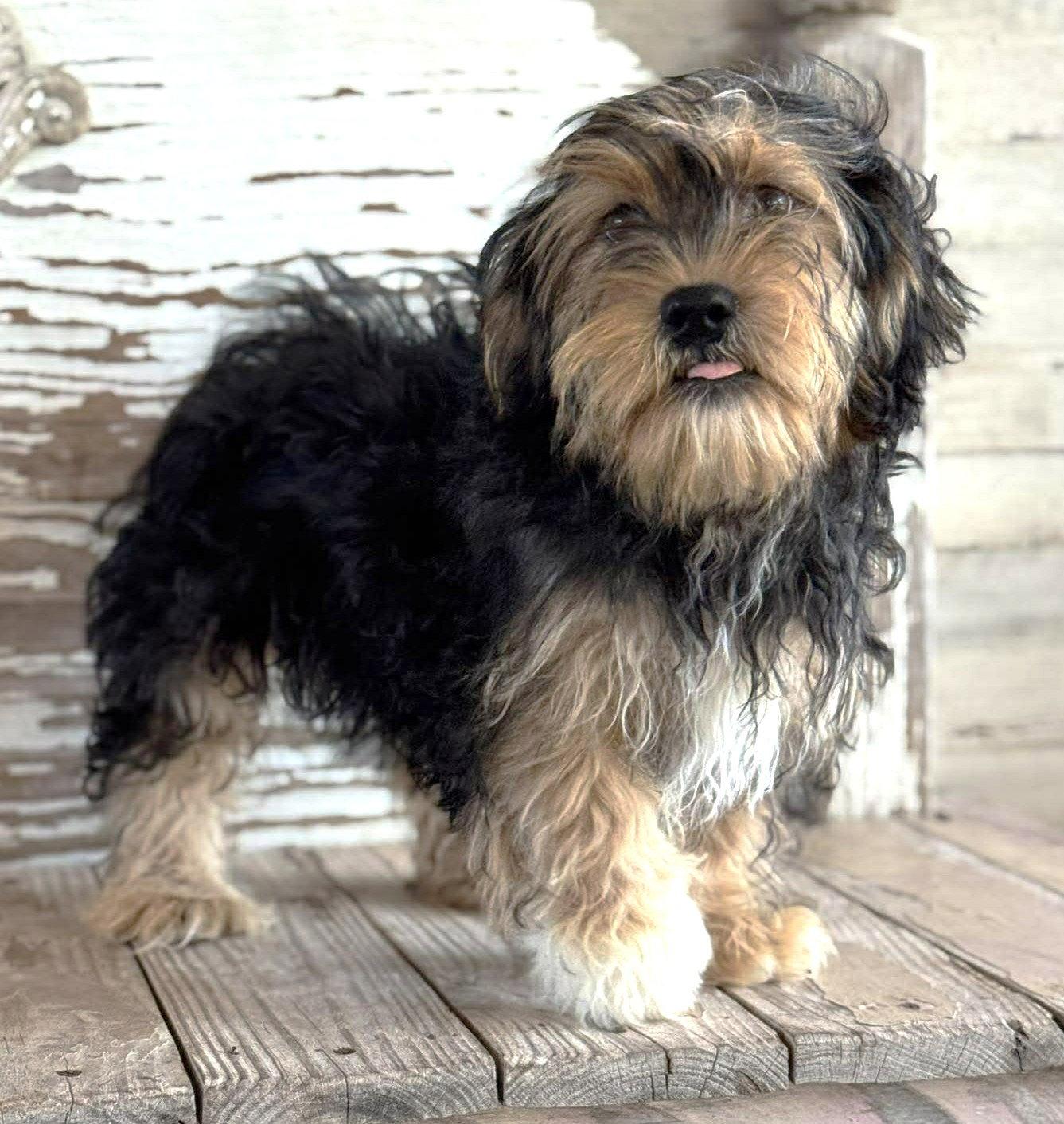 Nathalie's Bach TX, Adopted, Puppy Male Terrier.