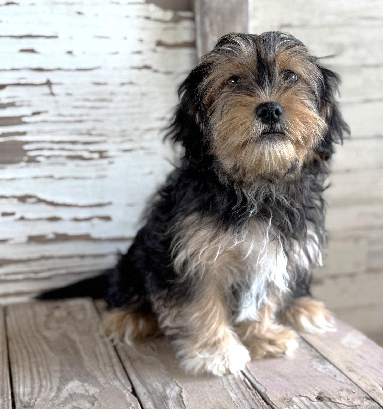 Nathalie's Bach TX, a Adopted Terrier in Boonton, NJ image 2/3