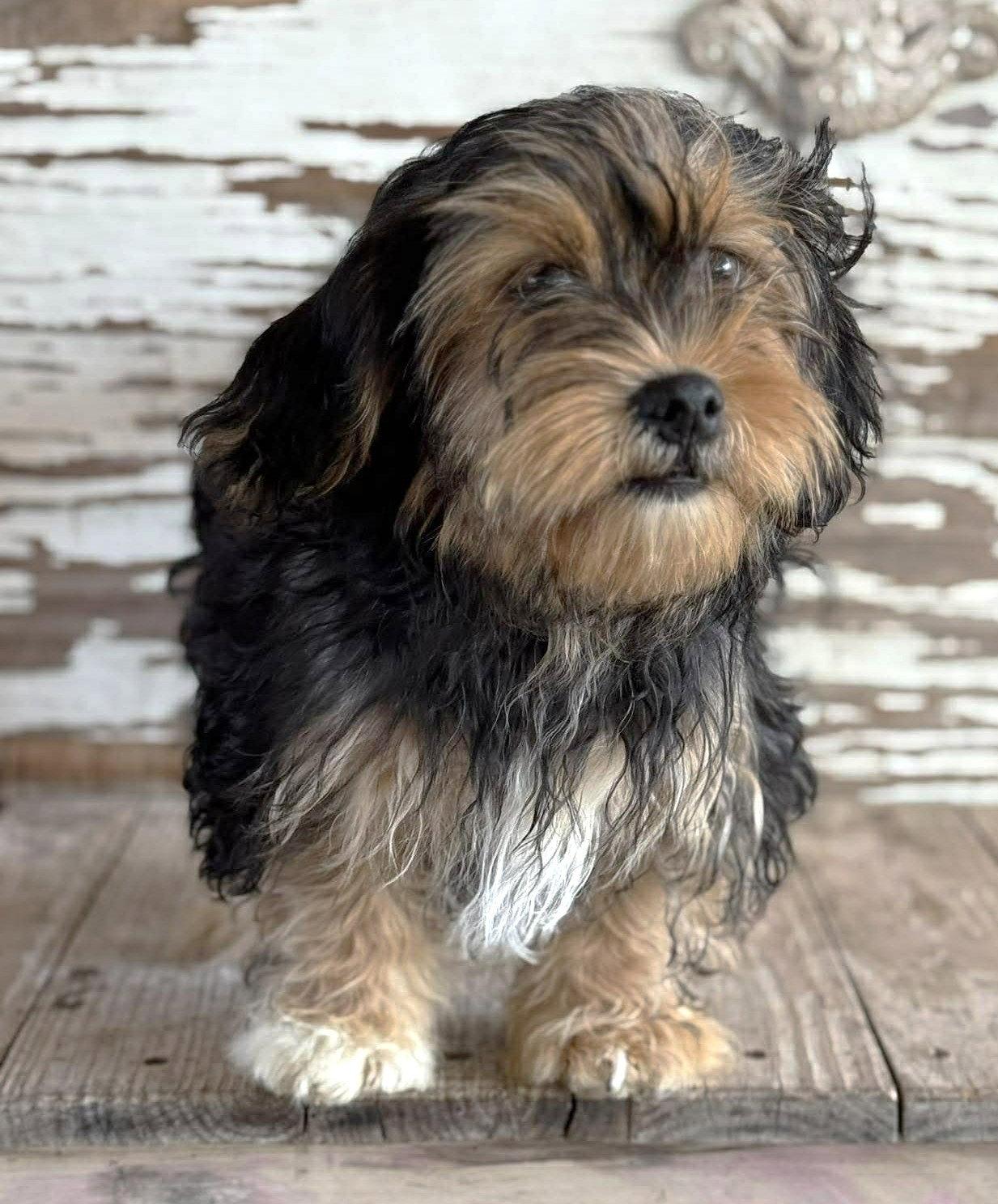 Nathalie's Bach TX, Adopted, Puppy Male Terrier.