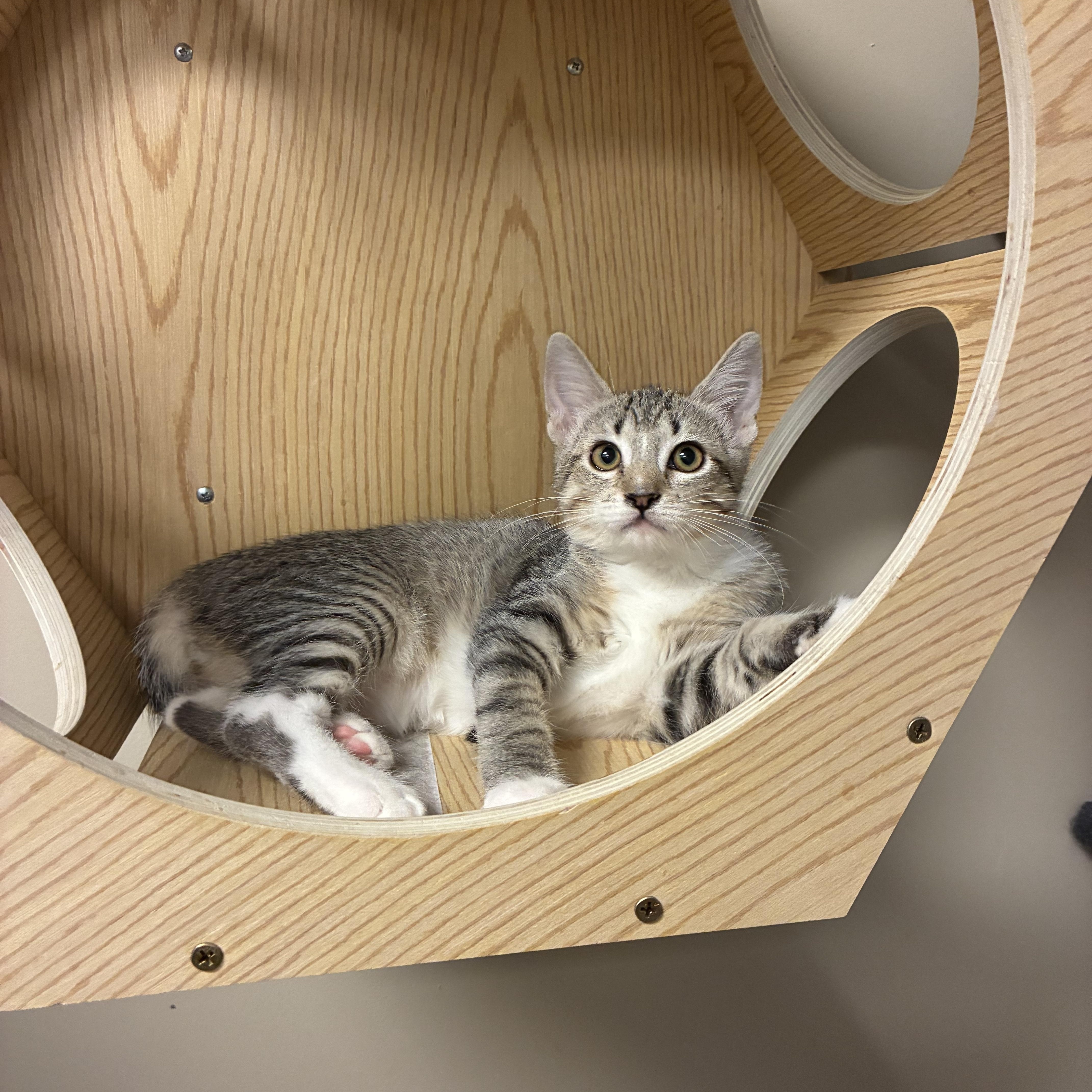 Mittens, ADOPTABLE, Kitten Male Domestic Short Hair.