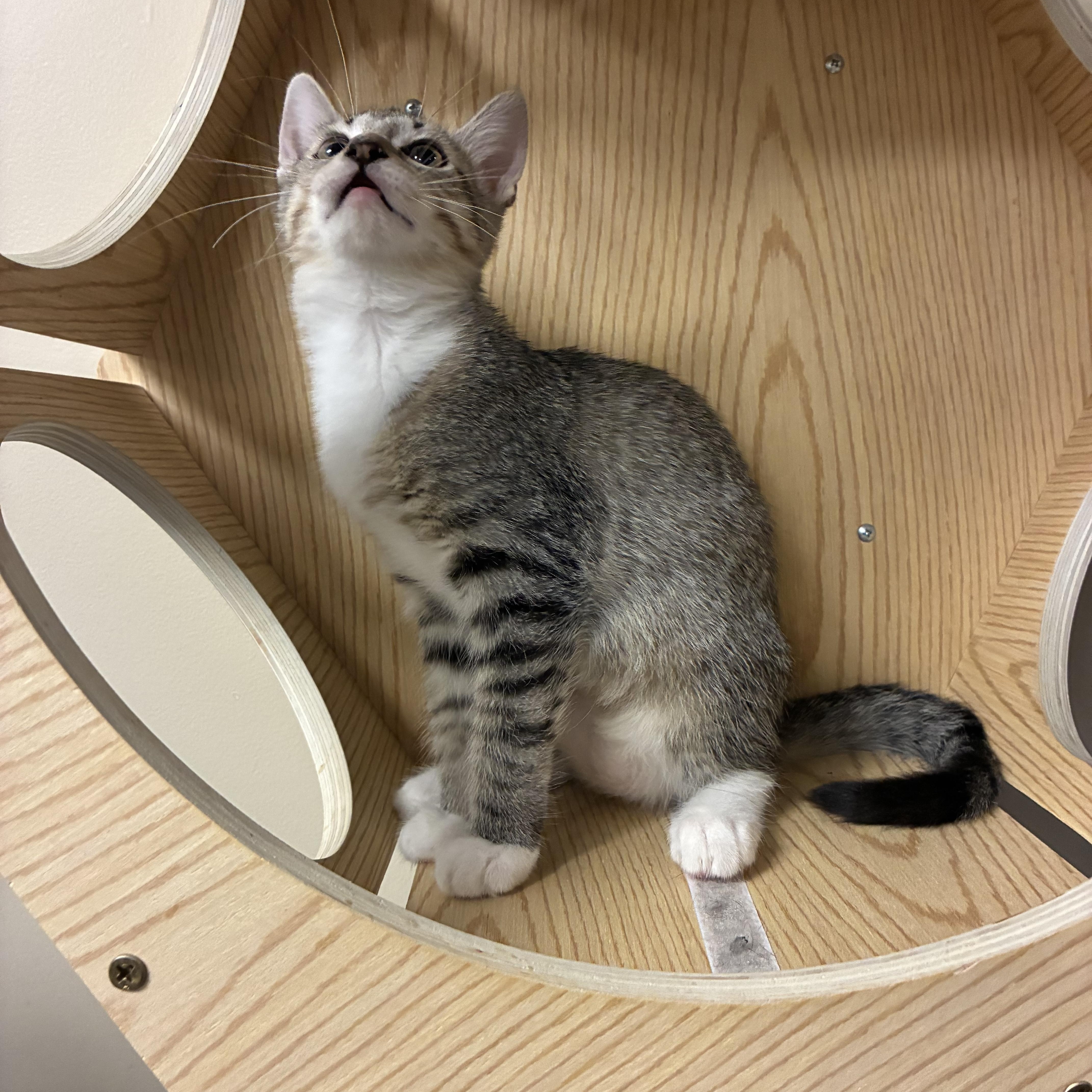 Enlarge Mittens, a ADOPTABLE Domestic Short Hair in queen creek, AZ image 3/4