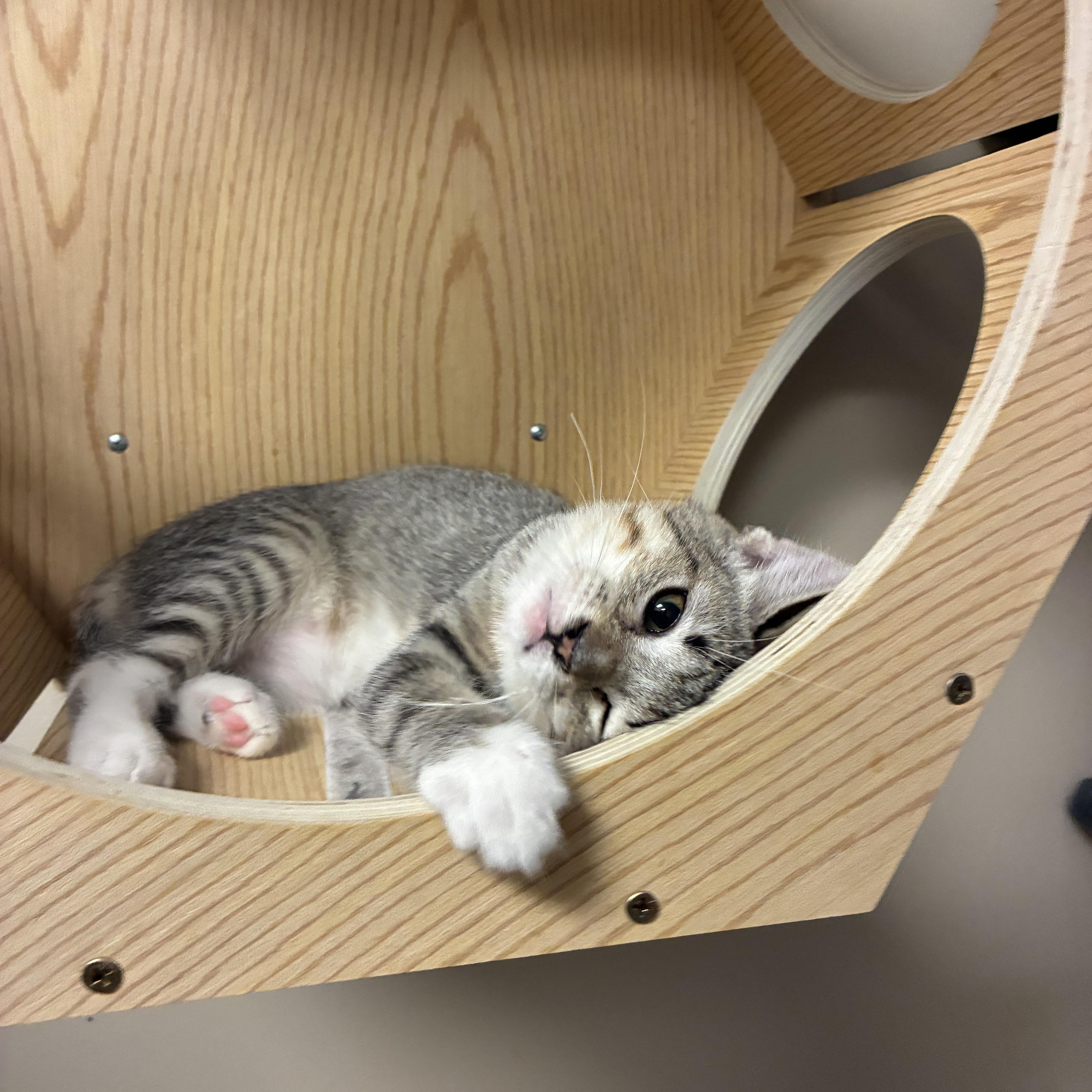 Enlarge Mittens, a ADOPTABLE Domestic Short Hair in queen creek, AZ image 4/4
