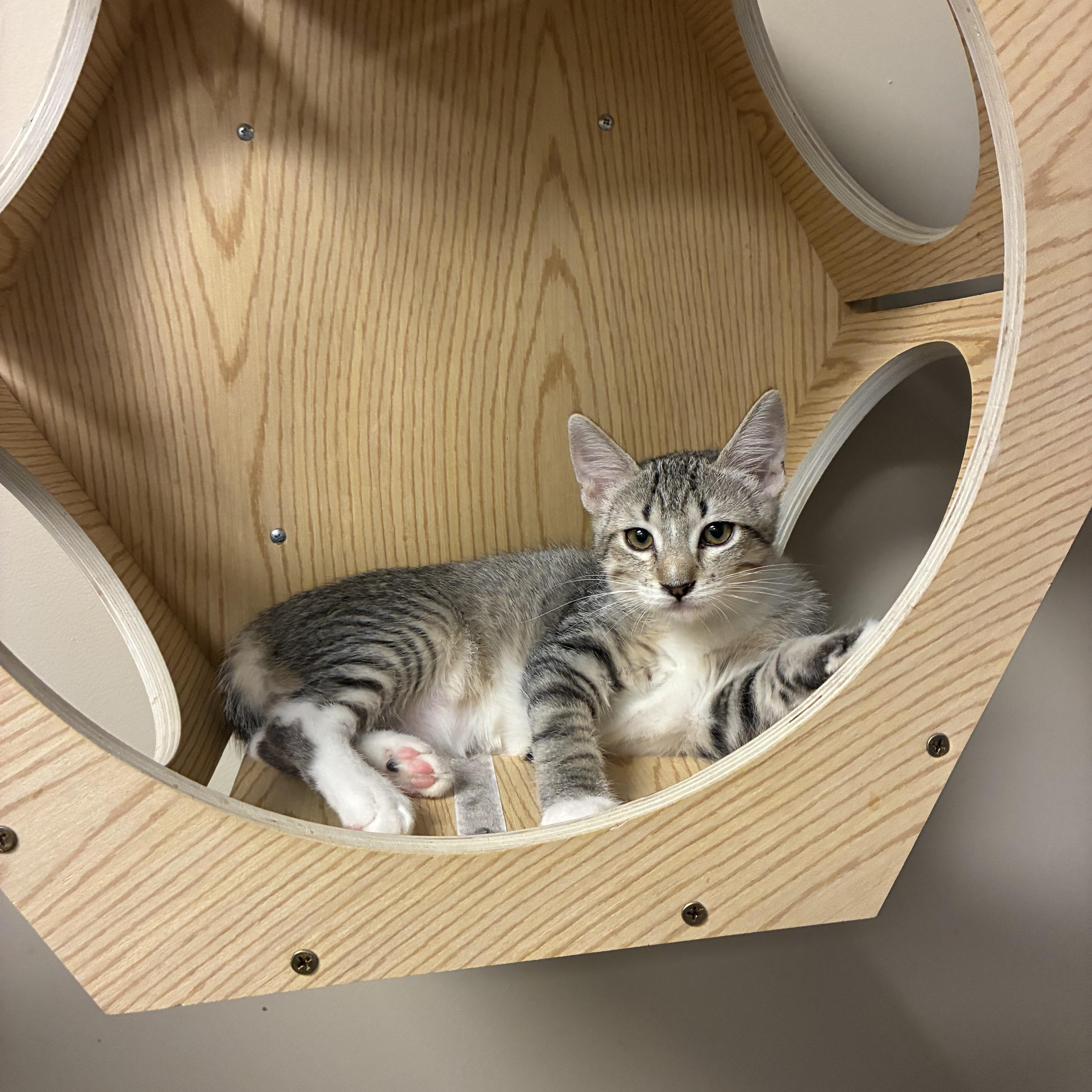 Enlarge Mittens, a ADOPTABLE Domestic Short Hair in queen creek, AZ image 2/4