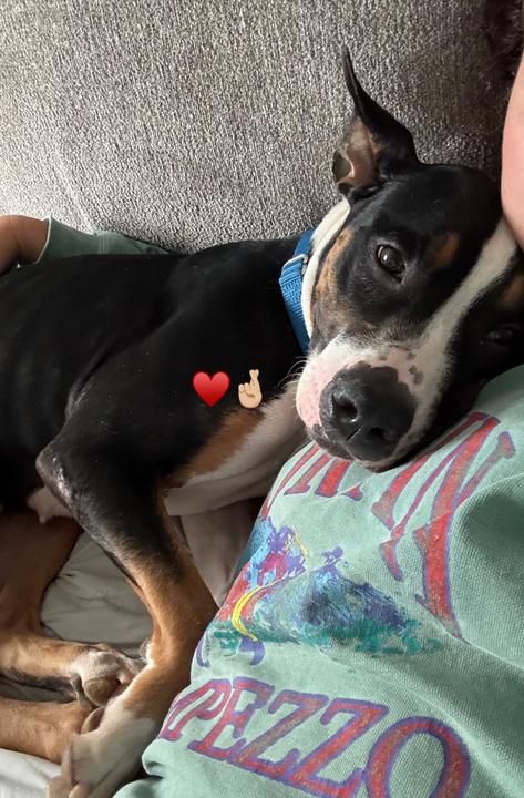 Amber, Adoptable, Young Female Mixed Breed.