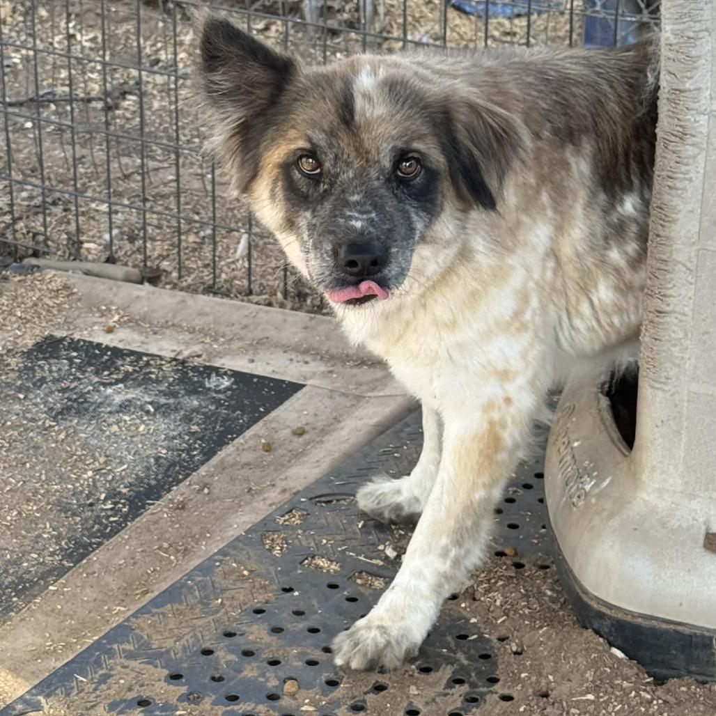 Enlarge Ed, a Adoptable mixed breed in Stephenville, TX image 2/3