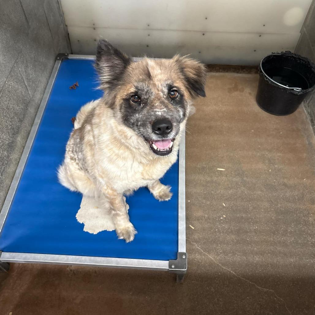 Enlarge Ed, a Adoptable mixed breed in Stephenville, TX image 3/3