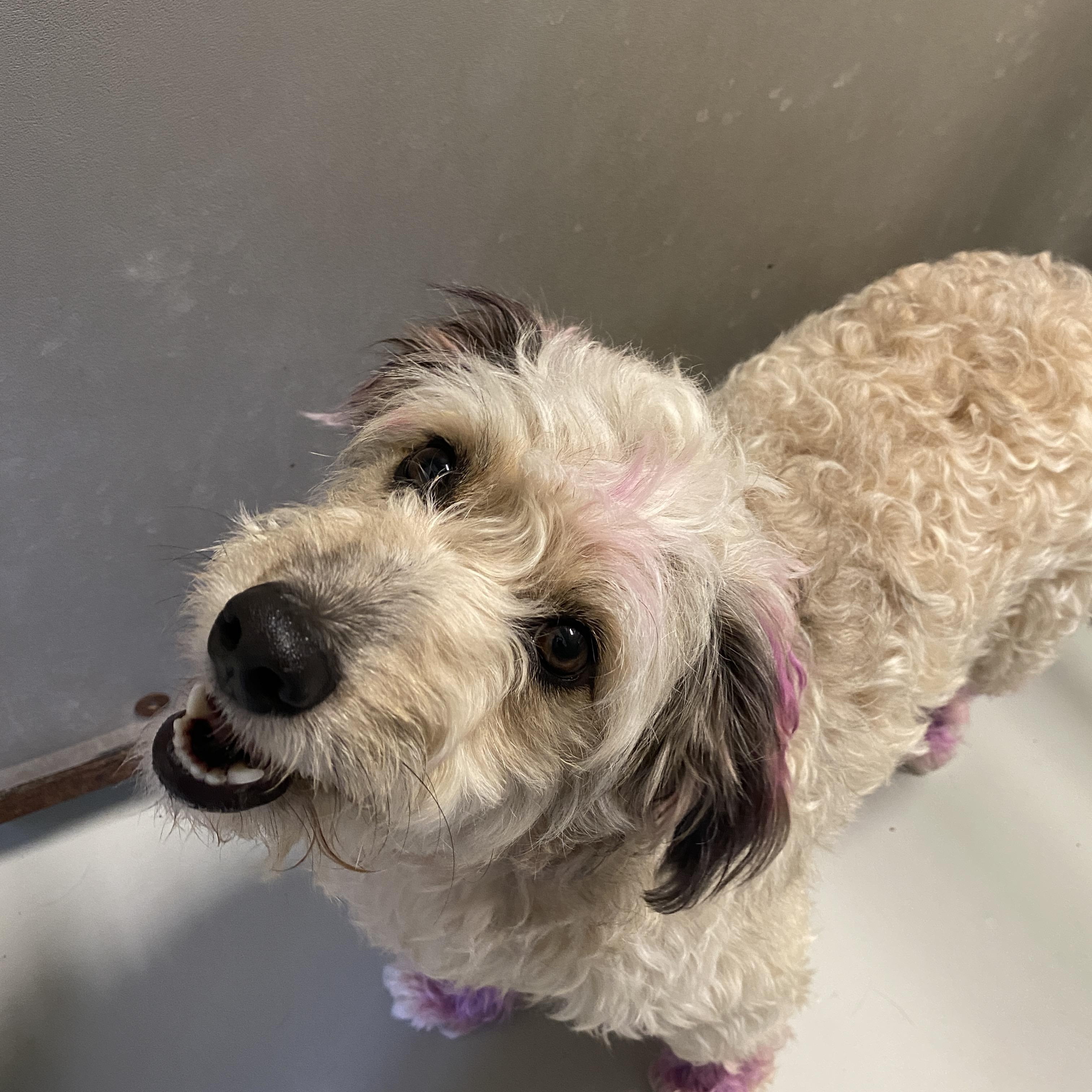 Enlarge Sybil, a ADOPTABLE Aussiedoodle in Stormville, NY image 4/5