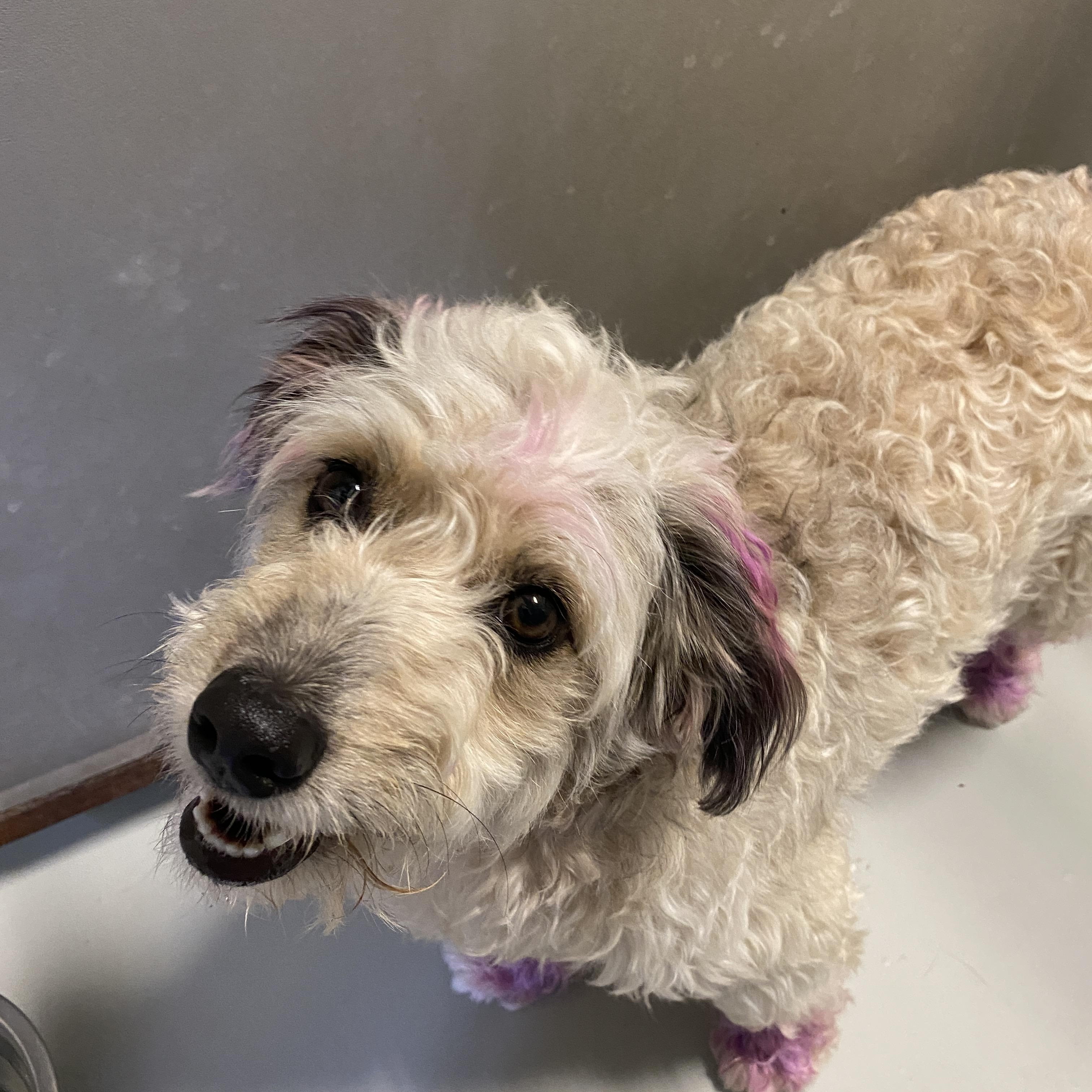 Enlarge Sybil, a ADOPTABLE Aussiedoodle in Stormville, NY image 3/5