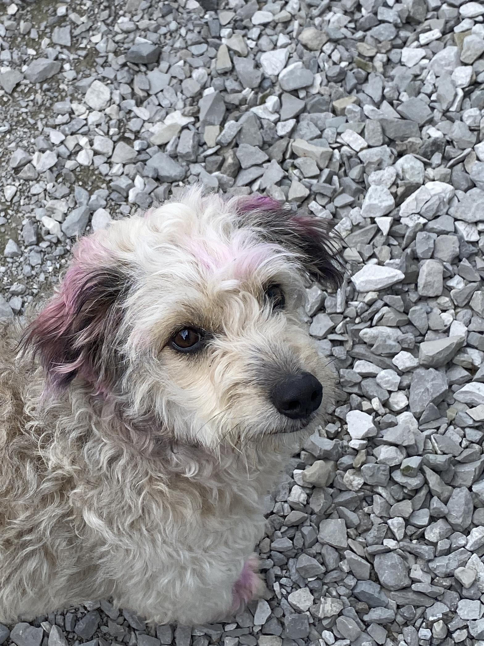 Enlarge Sybil, a ADOPTABLE Aussiedoodle in Stormville, NY image 2/5