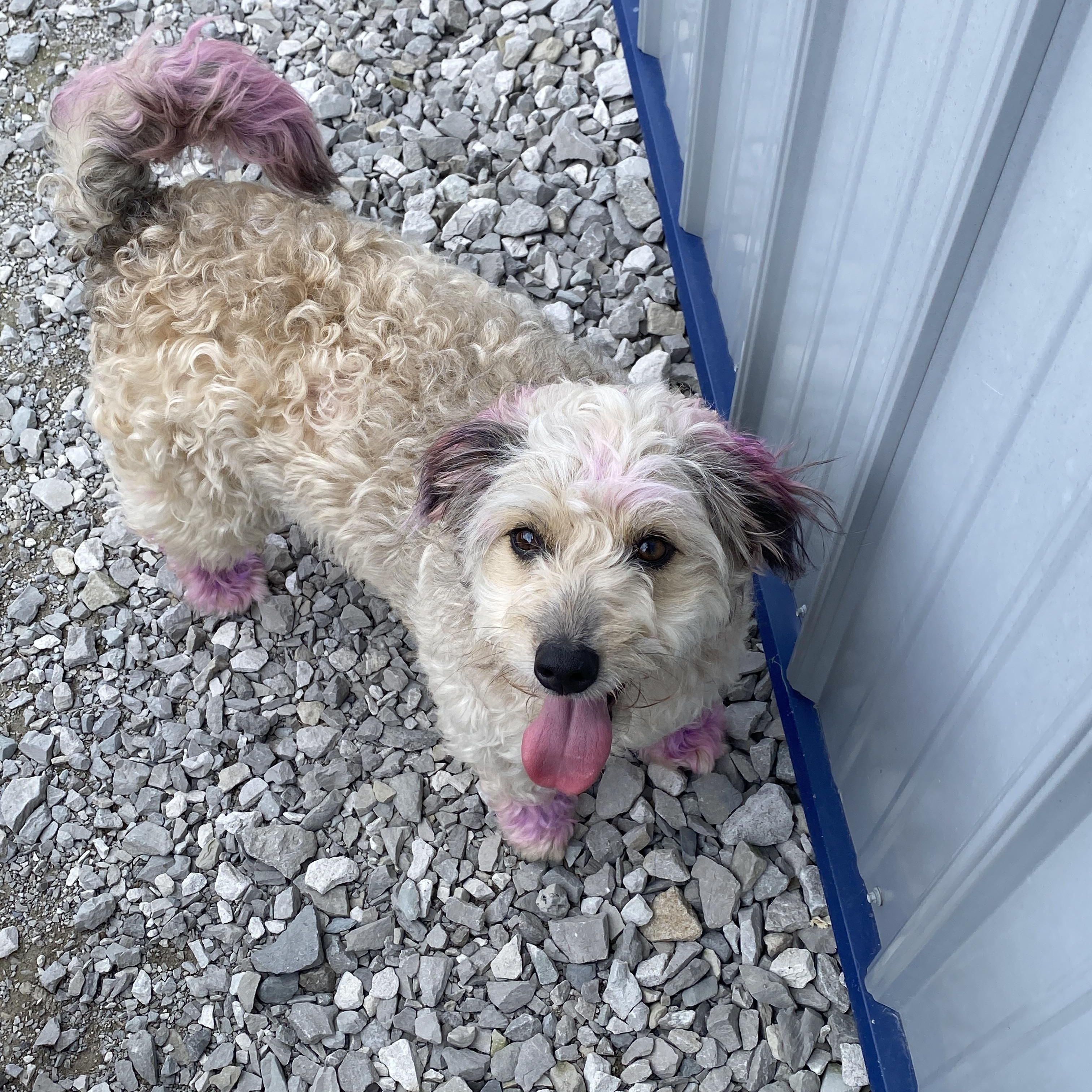Enlarge Sybil, a ADOPTABLE Aussiedoodle in Stormville, NY image 1/5