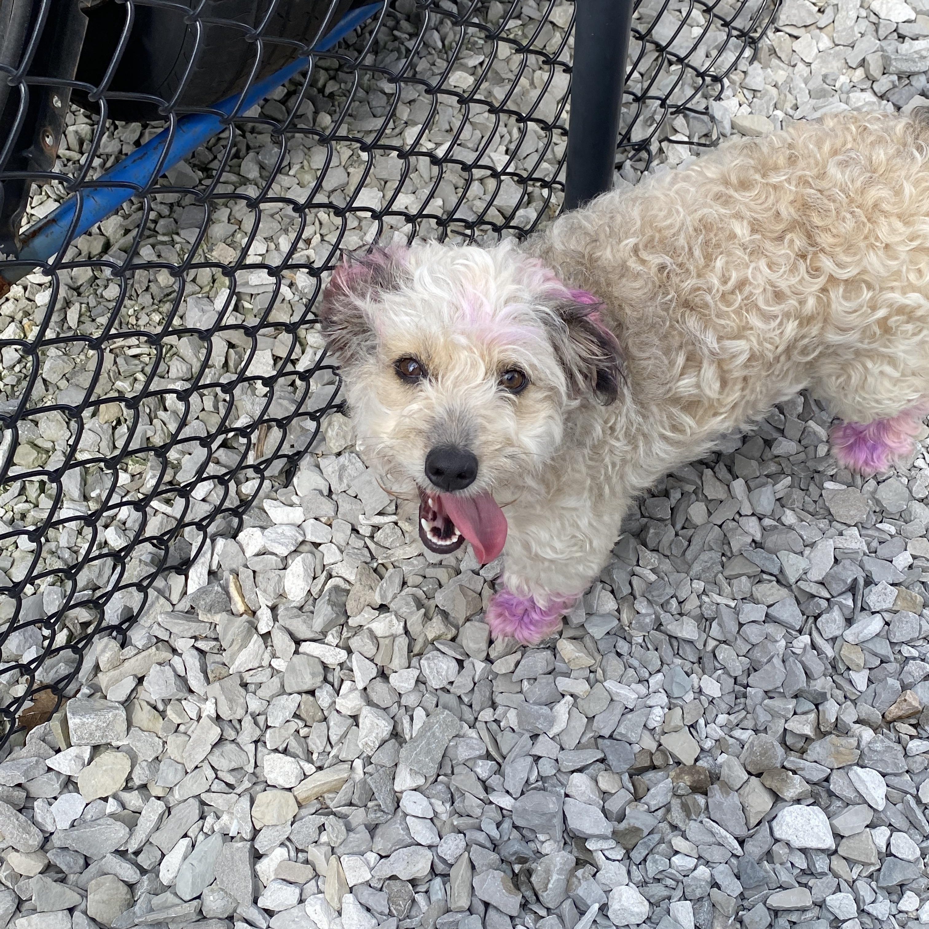 Enlarge Sybil, a ADOPTABLE Aussiedoodle in Stormville, NY image 5/5