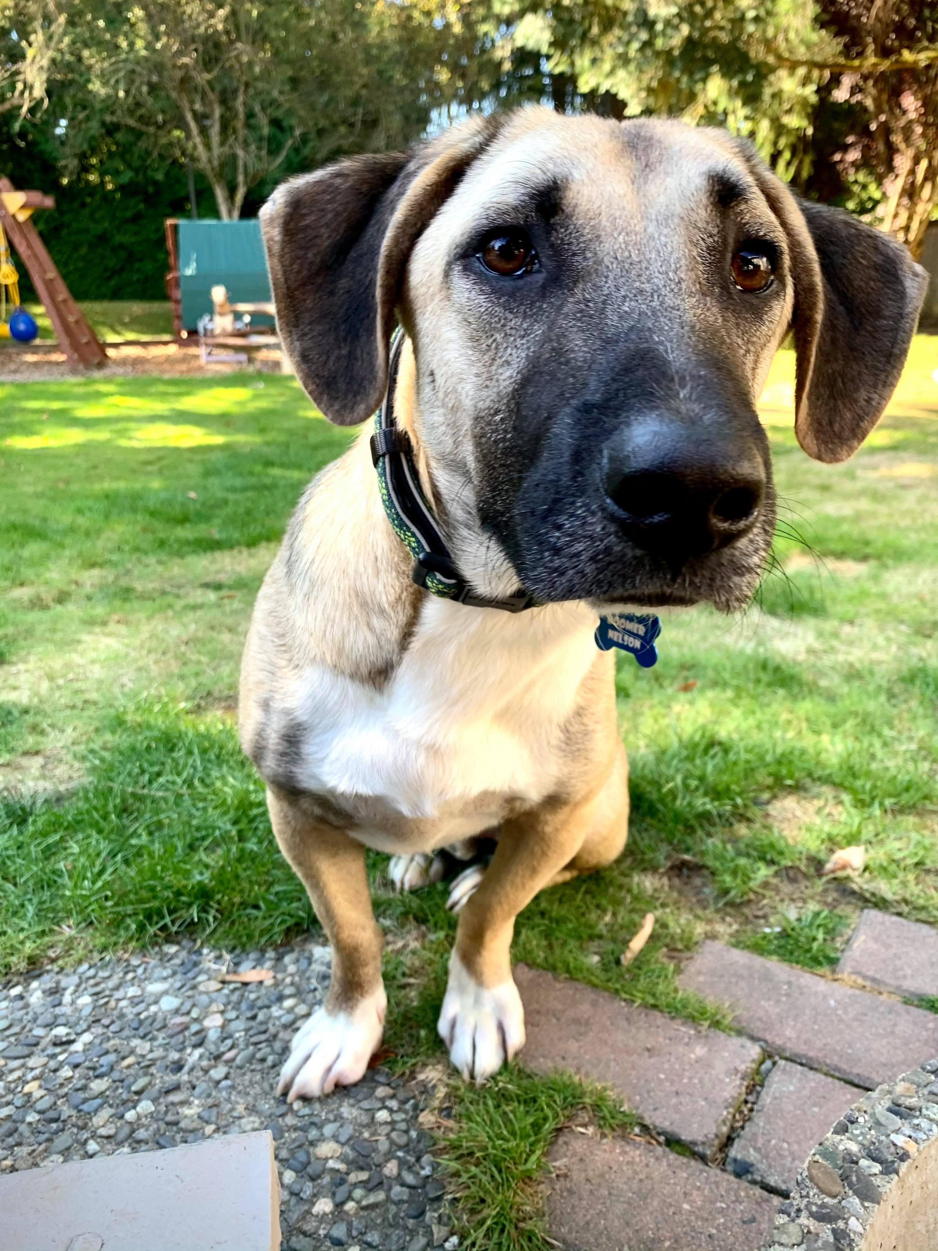 Enlarge Boomer , an adopted mixed breed in Kirkland, WA image 4/4