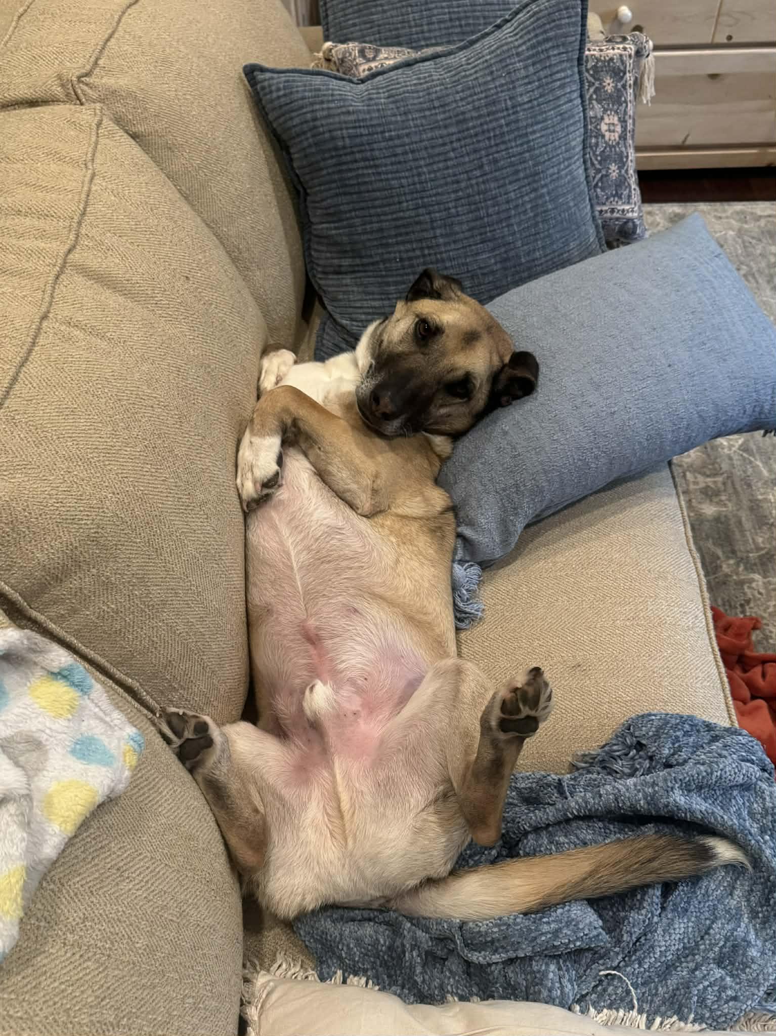 Enlarge Boomer , an adopted mixed breed in Kirkland, WA image 3/4