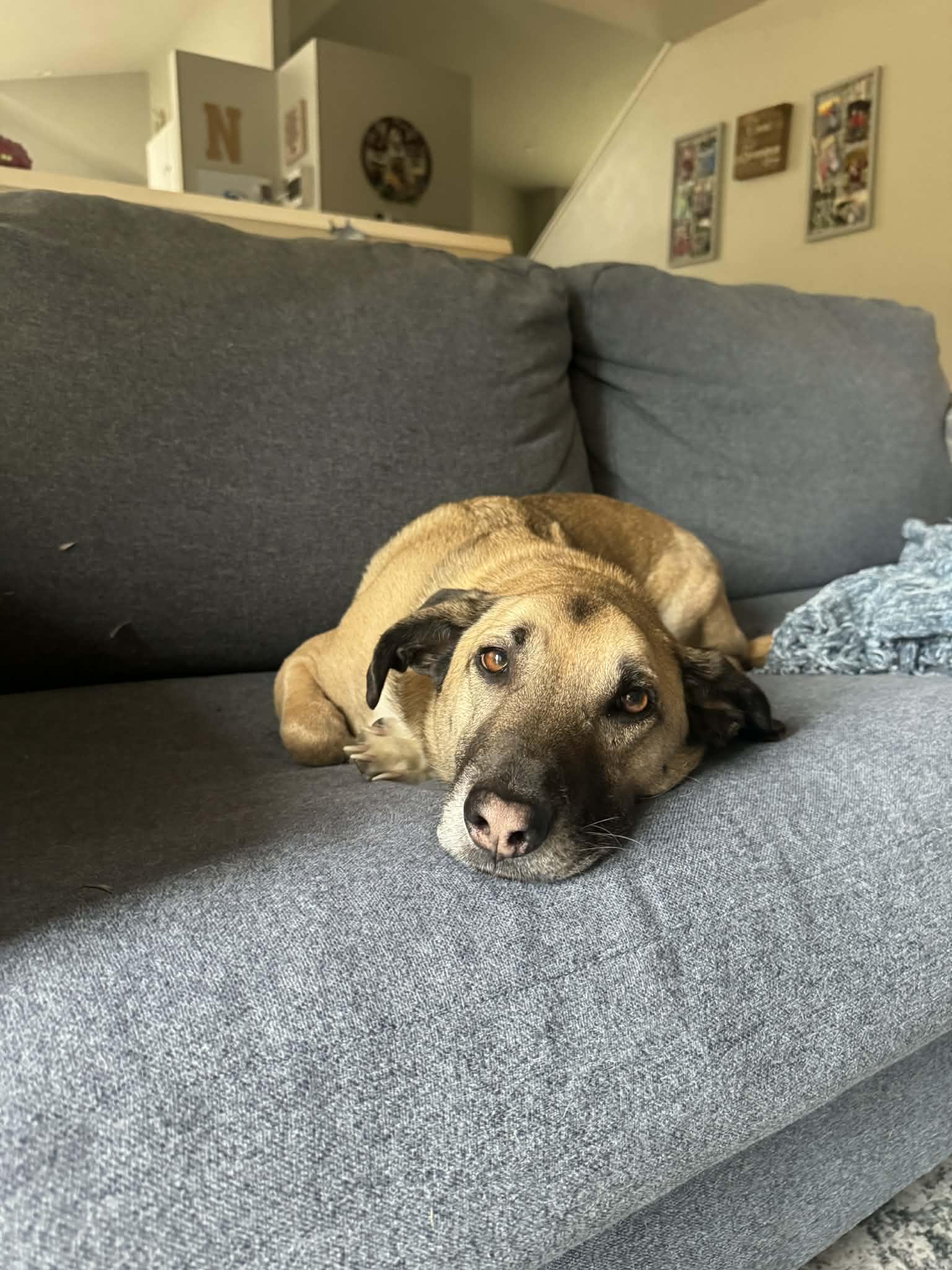 Enlarge Boomer , an adopted mixed breed in Kirkland, WA image 2/4