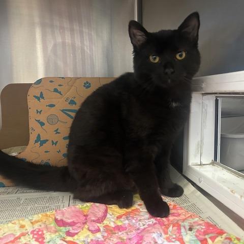 Alex, Adoptable, Young Female Domestic Long Hair.