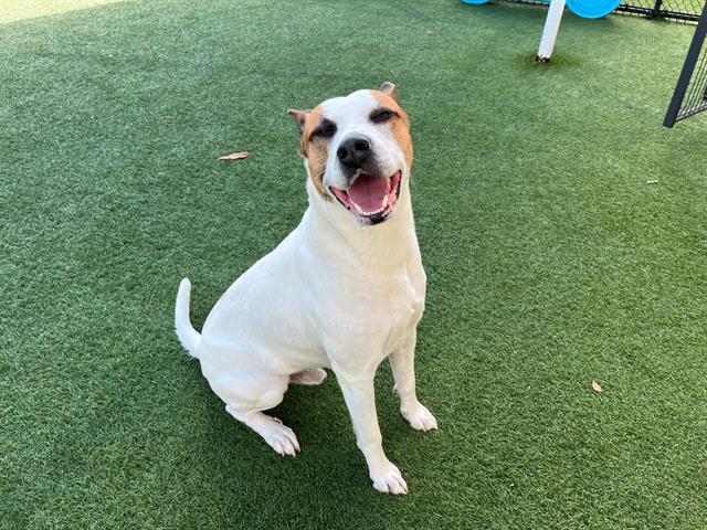 FRANKIE — thumbnail 2