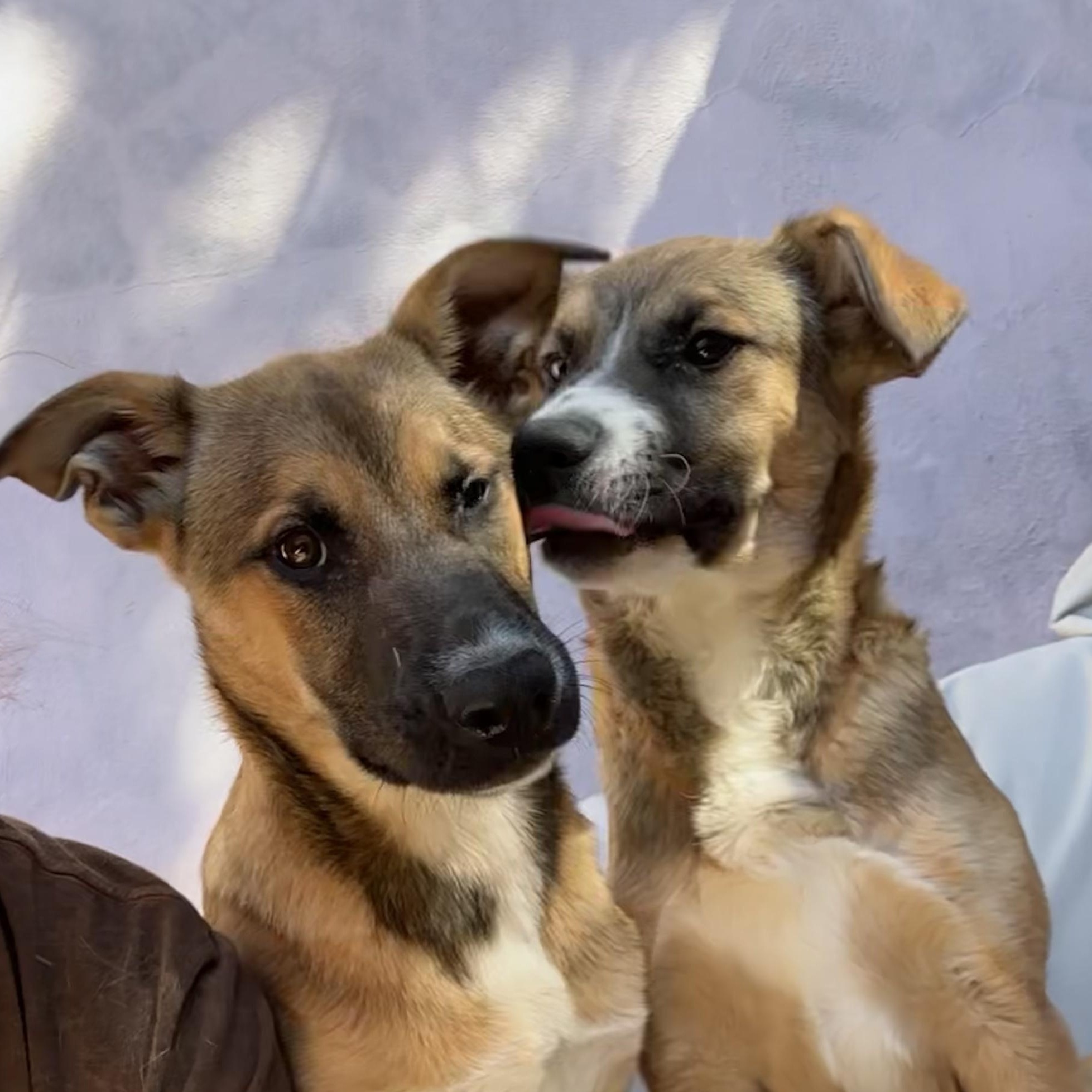 Enlarge NALA!, a Adoptable mixed breed in Portland, OR image 1/5