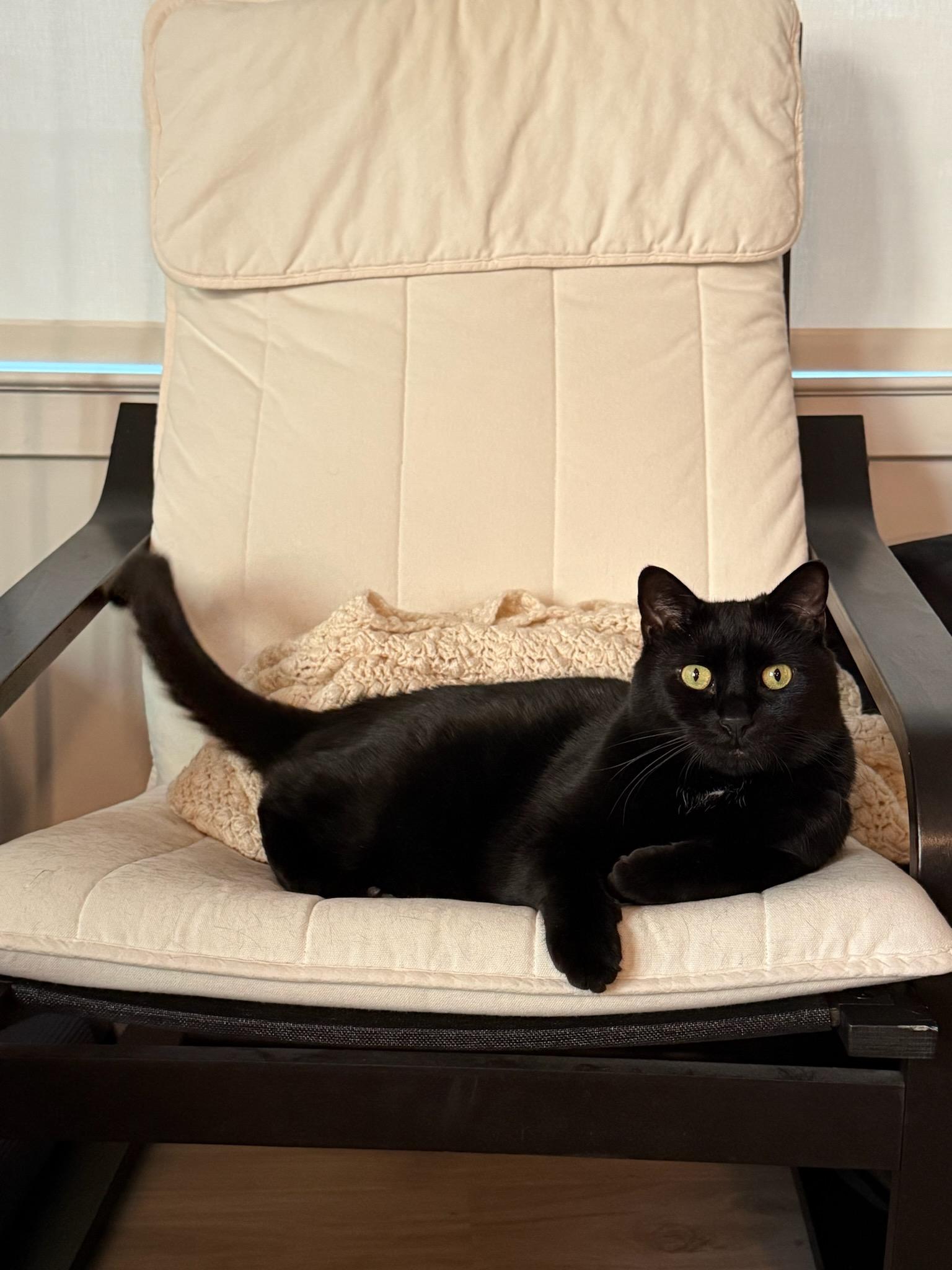 Goose, Adult Male Domestic Short Hair