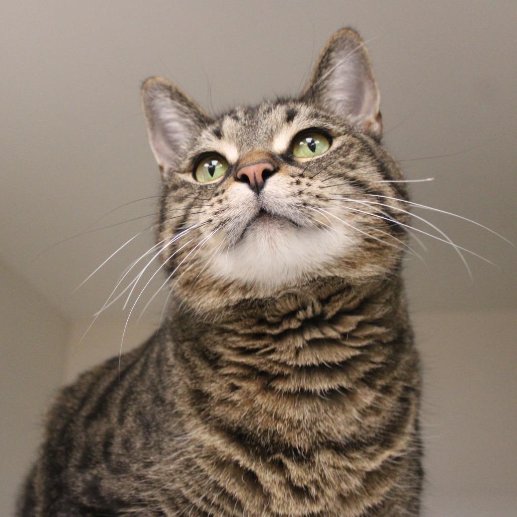 Vingthor, Adoptable, Adult Male Domestic Short Hair.