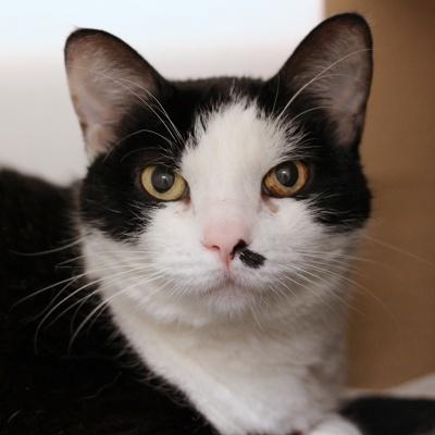 Sushi, ADOPTABLE, Adult Female Domestic Short Hair.