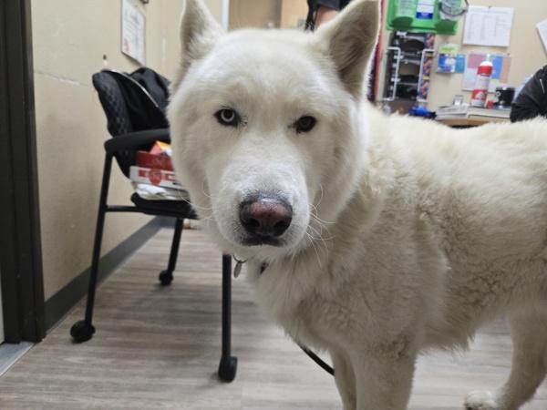 Enlarge Shasta, a Adoptable mixed breed in Oceanside, CA image 2/5