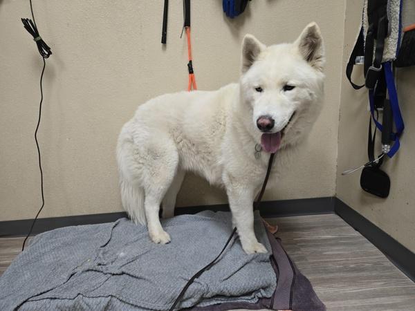 Enlarge Shasta, a Adoptable mixed breed in Oceanside, CA image 3/5