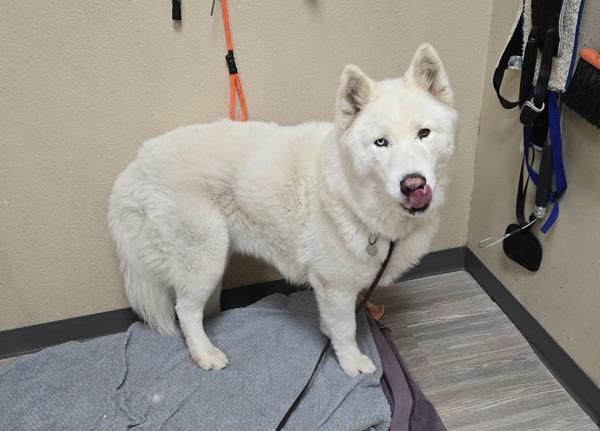 Enlarge Shasta, a Adoptable mixed breed in Oceanside, CA image 4/5