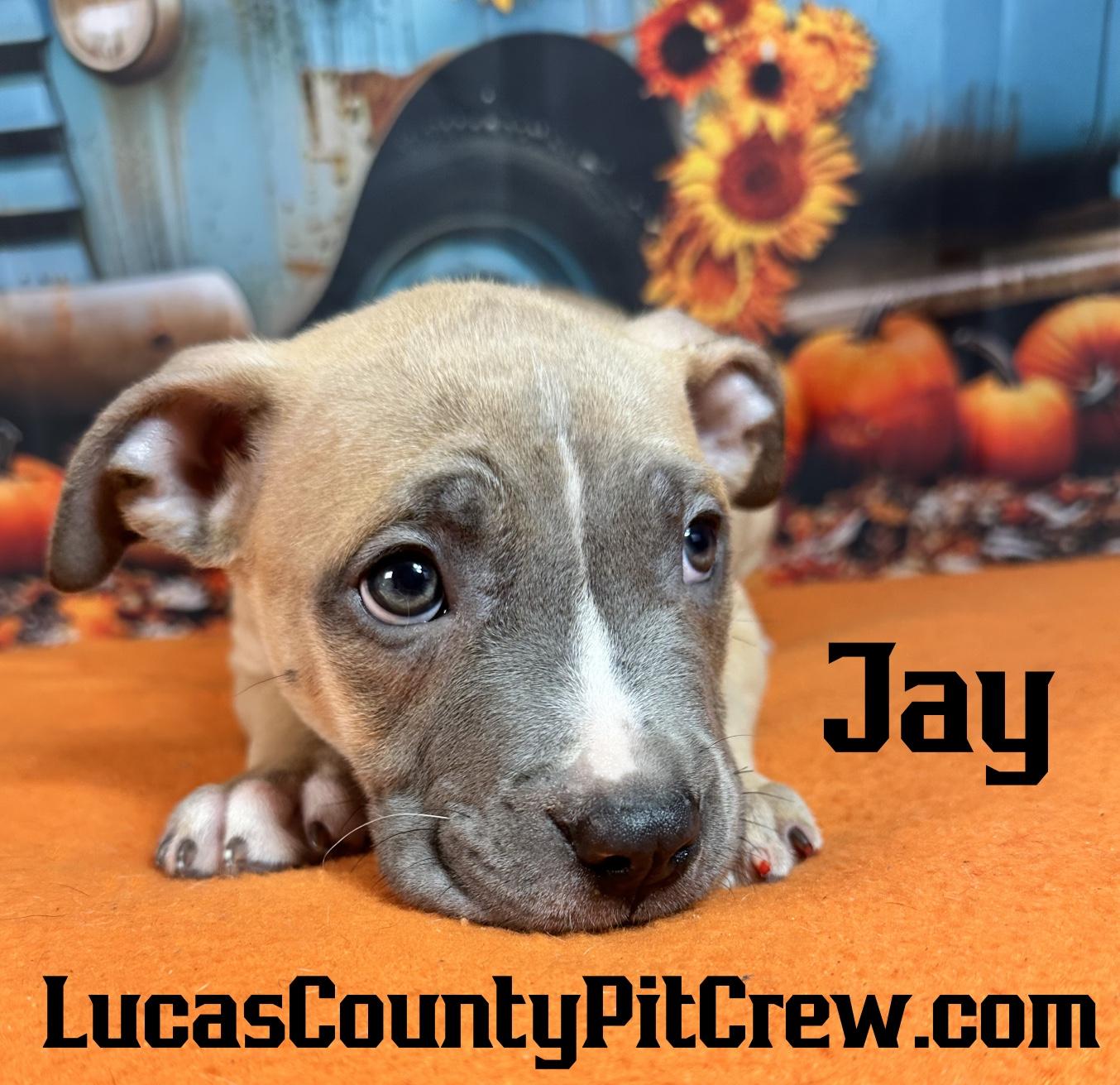Enlarge Jay, a Adoptable mixed breed in Toledo, OH image 1/1