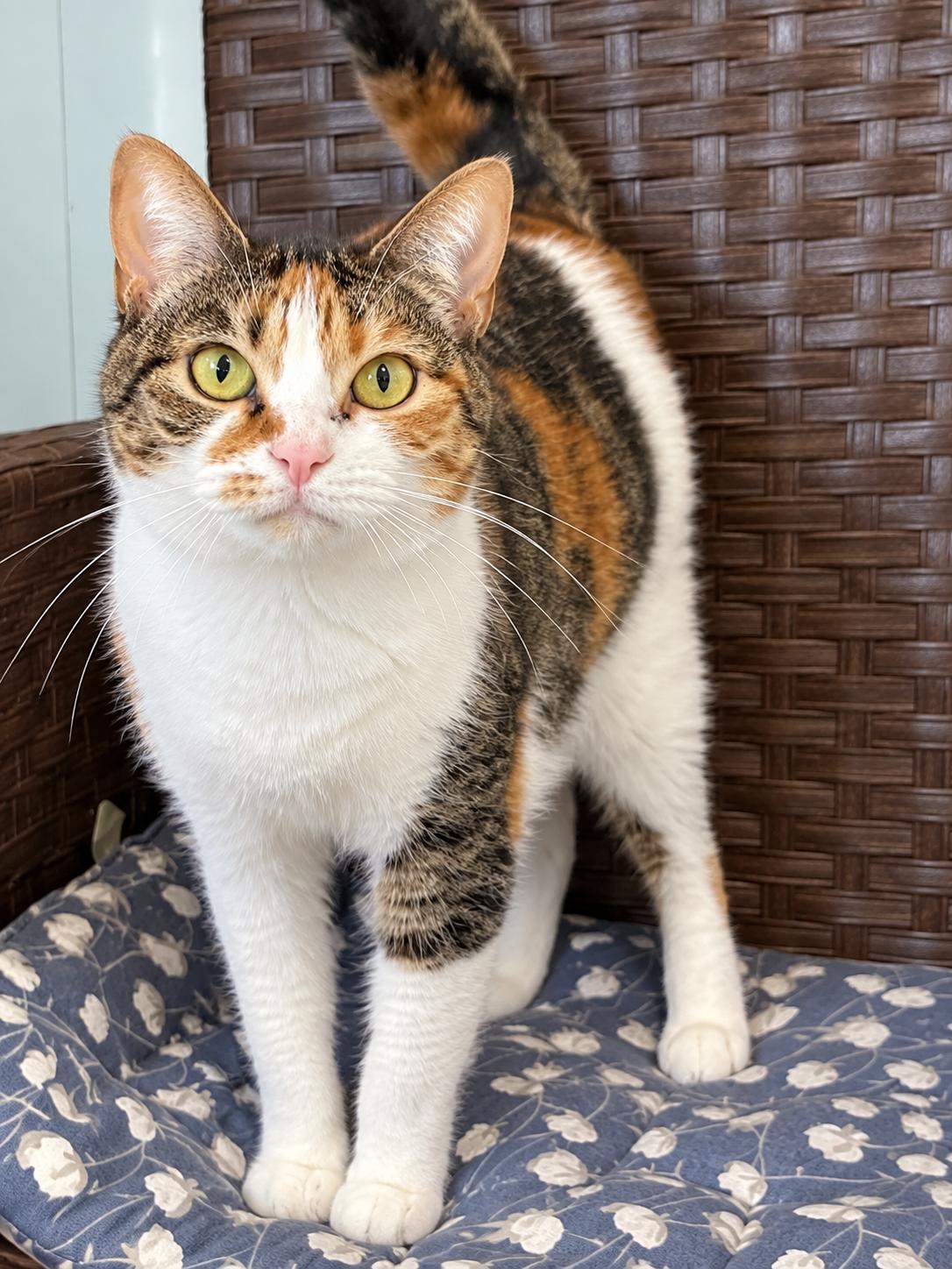 Enlarge Callie, a Adopted Domestic Short Hair in Millington, TN image 3/3