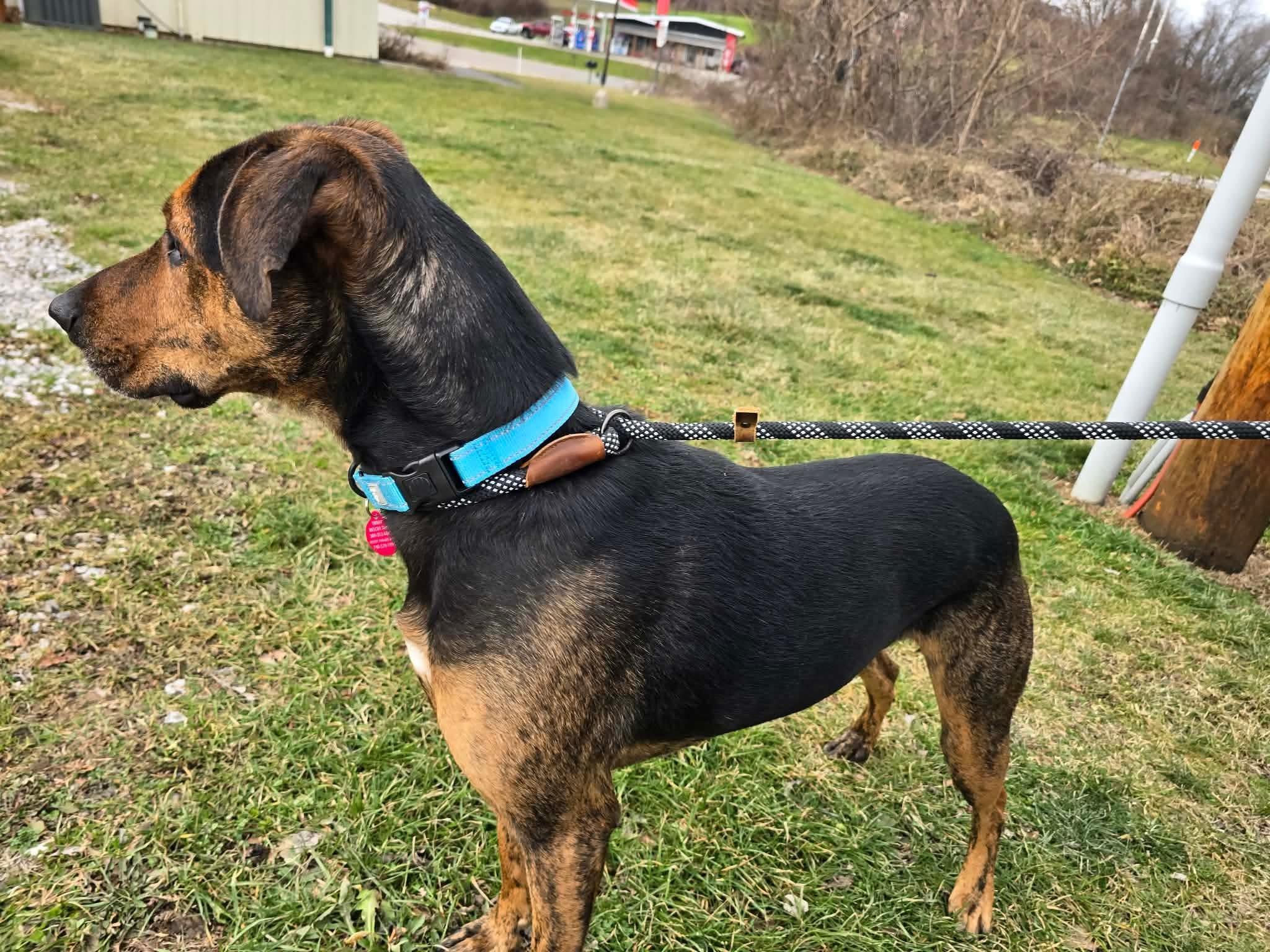 Enlarge Cooper, a ADOPTABLE mixed breed in St. Clairsville, OH image 2/5