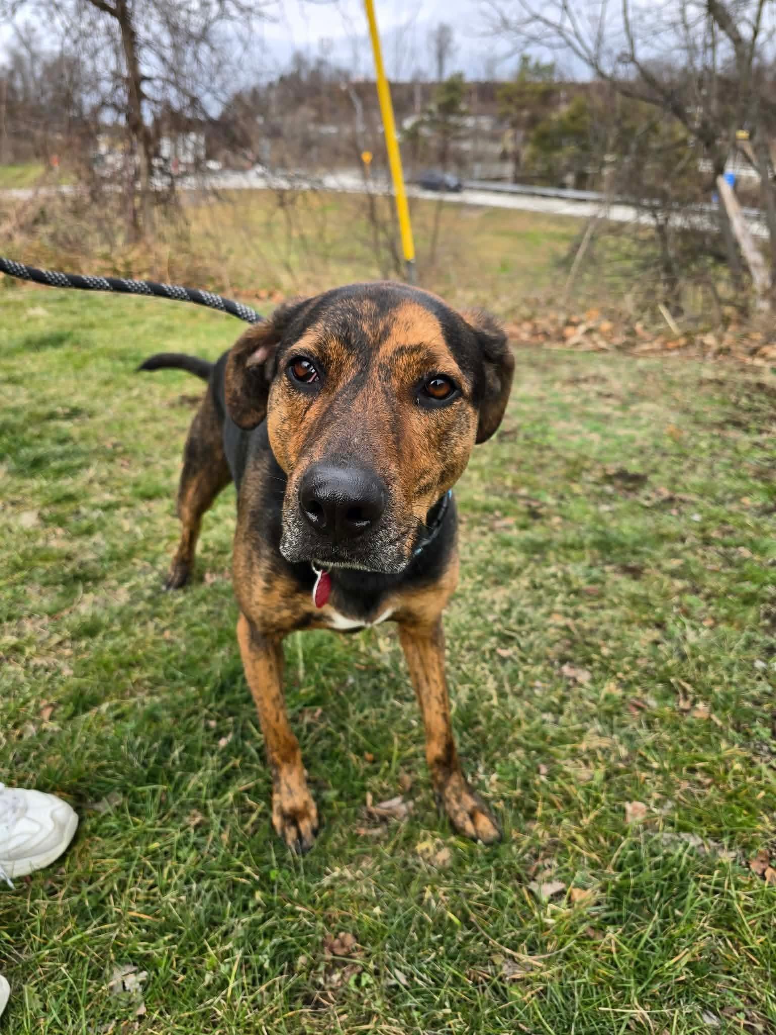 Enlarge Cooper, a ADOPTABLE mixed breed in St. Clairsville, OH image 5/5
