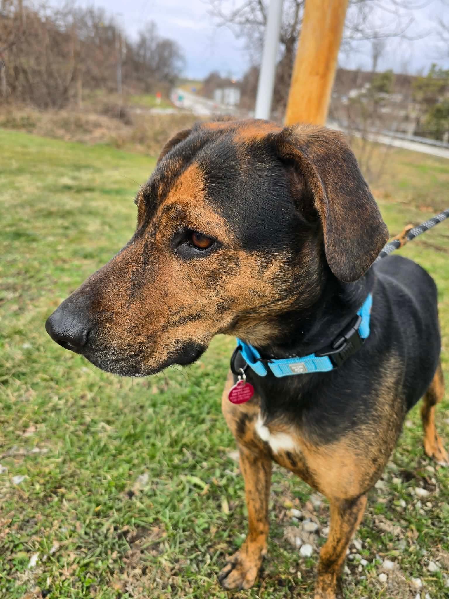 Enlarge Cooper, a ADOPTABLE mixed breed in St. Clairsville, OH image 4/5