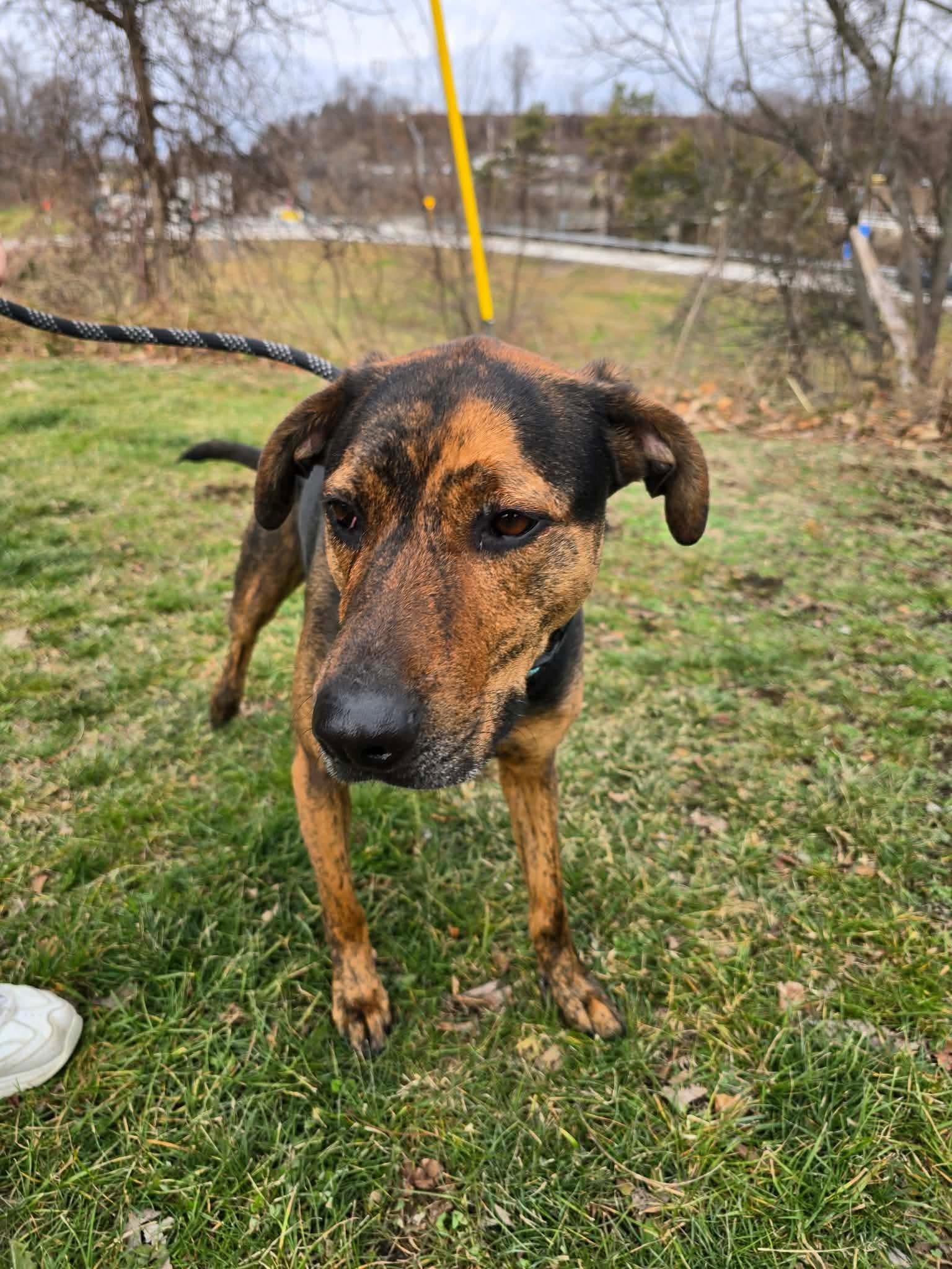 Cooper, ADOPTABLE, Adult Male Hound & Mixed Breed.