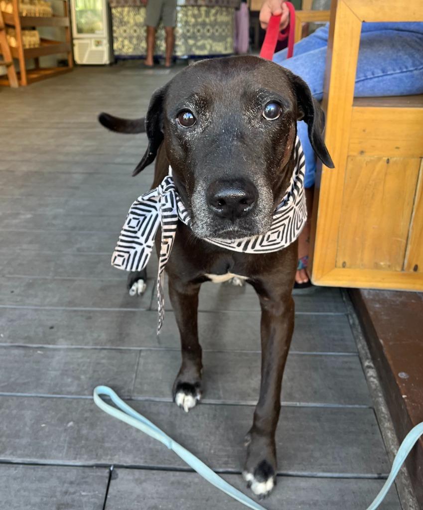 Taro, a Adoptable mixed breed in Sidney, BC image 1/6