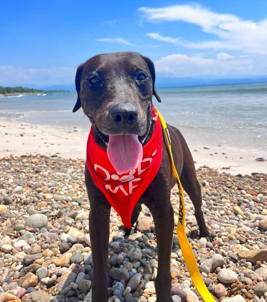 Taro, a Adoptable mixed breed in Sidney, BC image 5/6