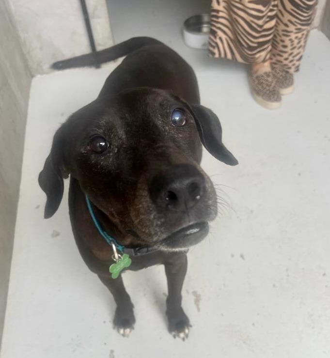 Taro, a Adoptable mixed breed in Sidney, BC image 6/6