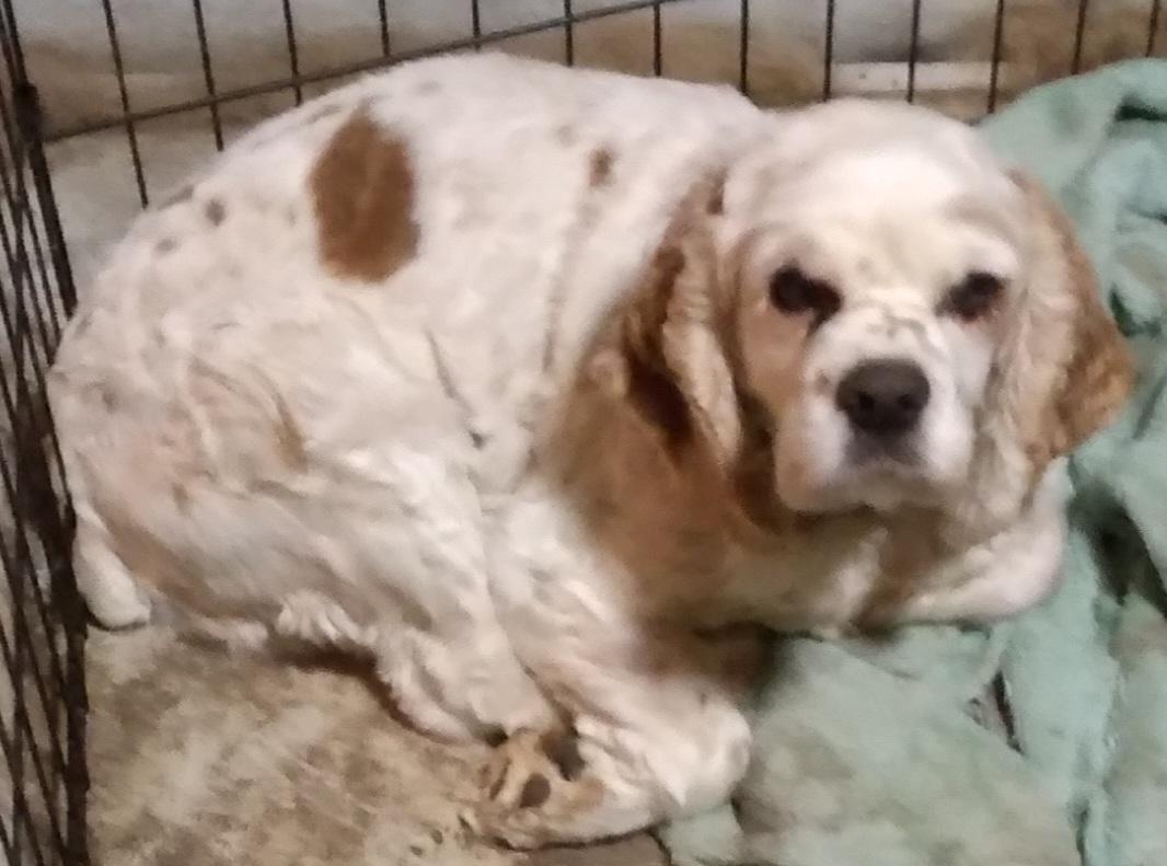 Enlarge Nugget, a Adoptable Cocker Spaniel in Brandon, SD image 1/1