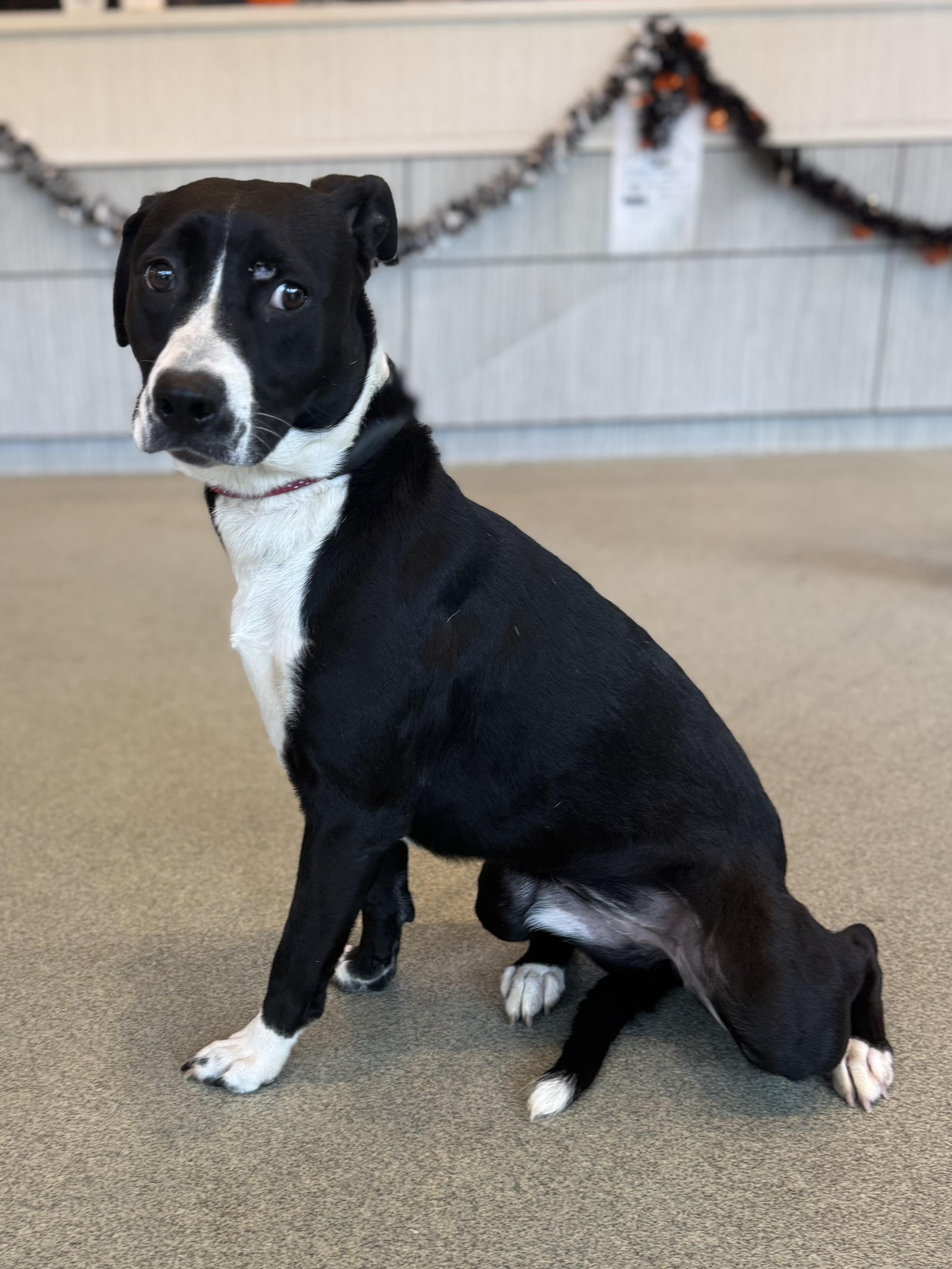 Bonnie, Adoptable, Young Female Hound.