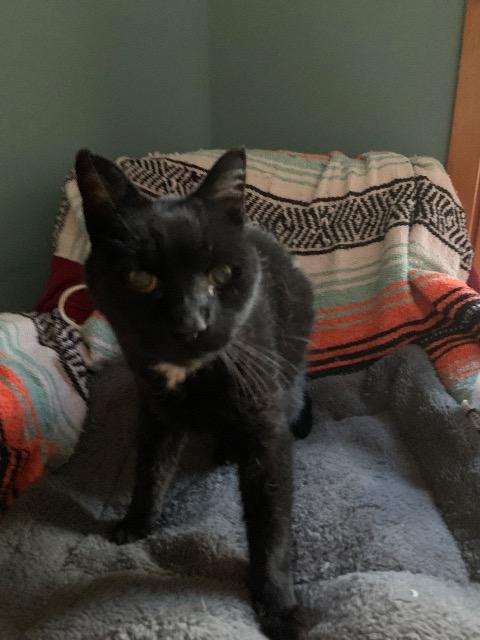 Enlarge Ashen, a Adoptable mixed breed in Pawtucket, RI image 1/6