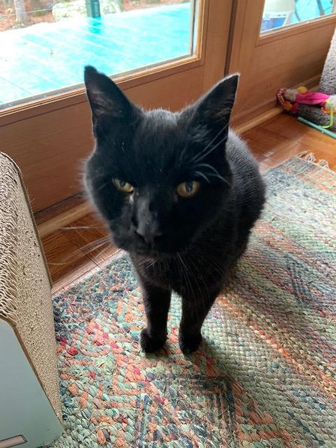 Enlarge Ashen, a Adoptable mixed breed in Pawtucket, RI image 2/6