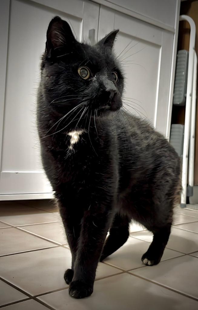 Ashen, Adoptable, Senior Male Domestic Medium Hair.