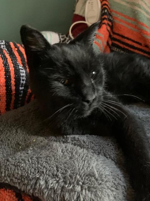 Enlarge Ashen, a Adoptable mixed breed in Pawtucket, RI image 4/6