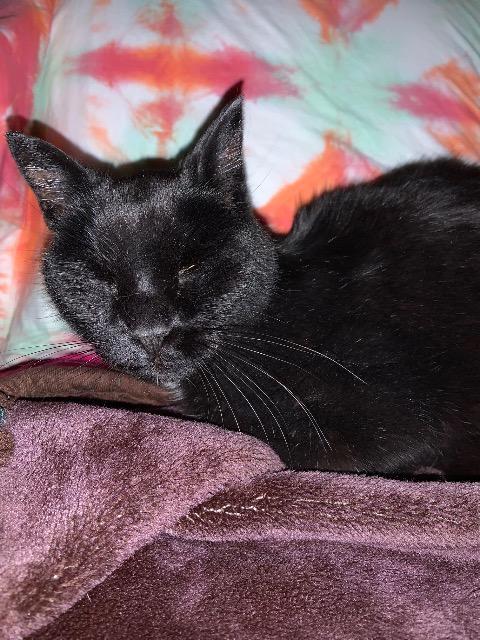 Enlarge Ashen, a Adoptable mixed breed in Pawtucket, RI image 6/6