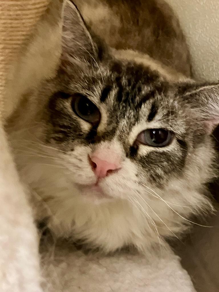 Little Mamma *Sponsored Senior, Adoptable, Senior Female Domestic Short Hair.