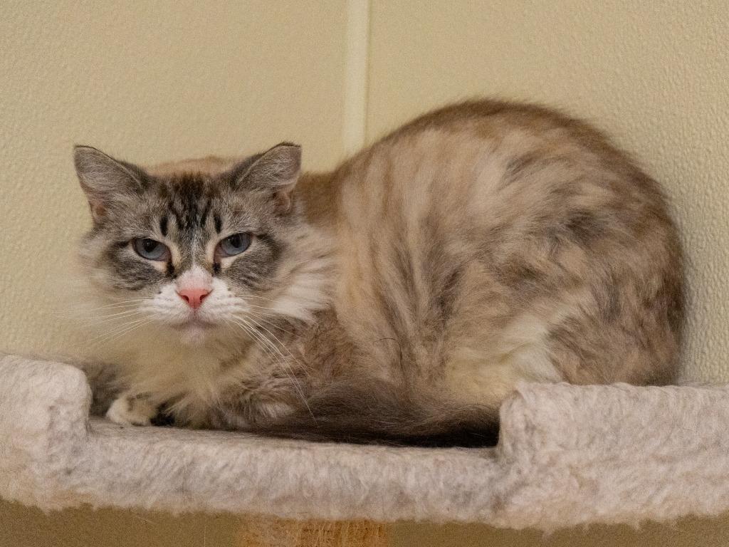 Little Mamma *Sponsored Senior, a Adoptable mixed breed in Christiansburg, VA image 3/3