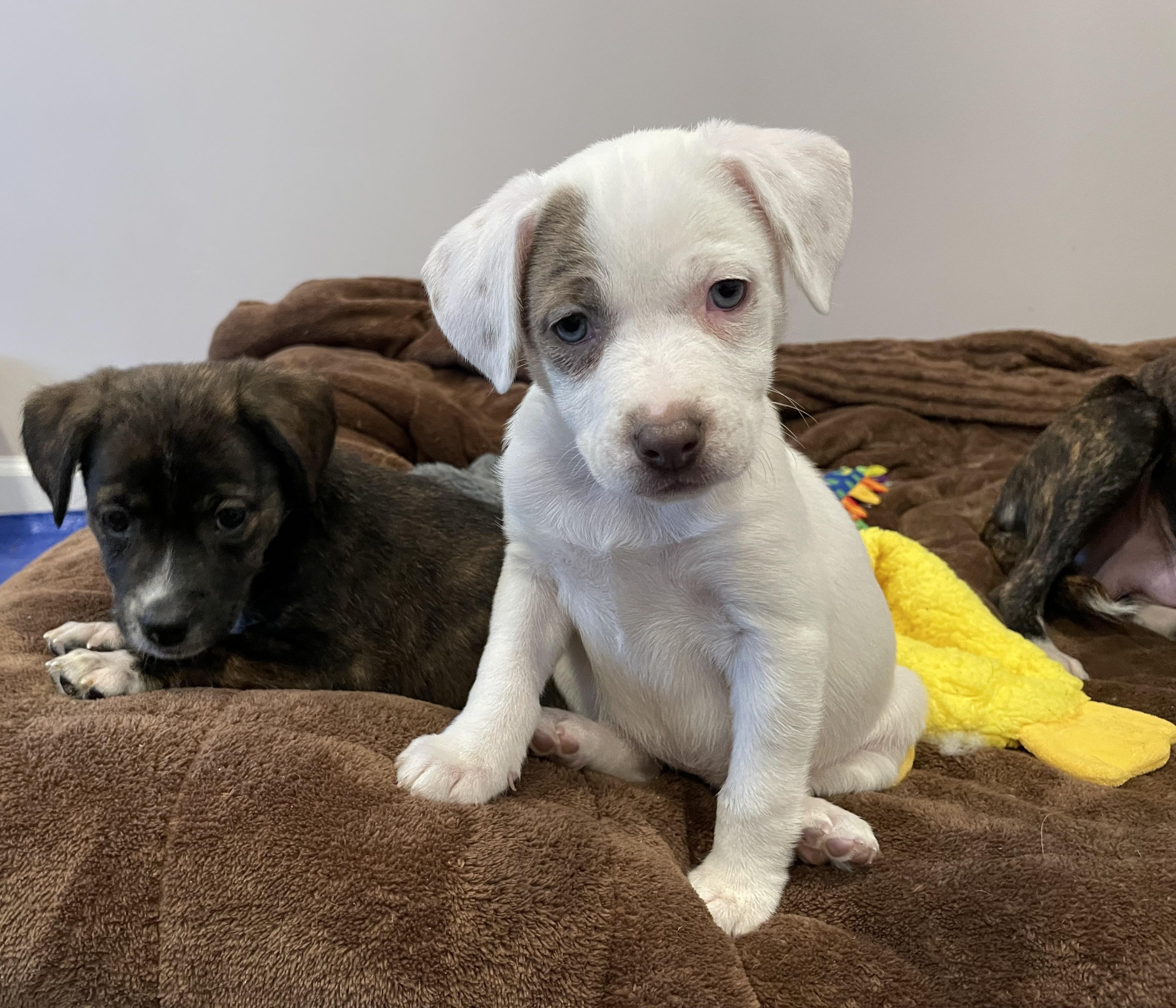 Polly, ADOPTABLE, Puppy Female Beagle & Labrador Retriever.