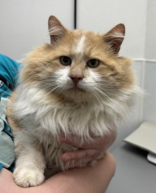 Enlarge Lieutenant Chonk, a Adoptable mixed breed in Silverdale, WA image 1/2