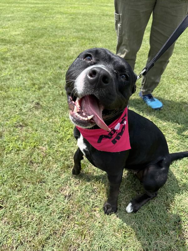 Julep, a ADOPTABLE Mixed Breed in Chester, PA image 1/6