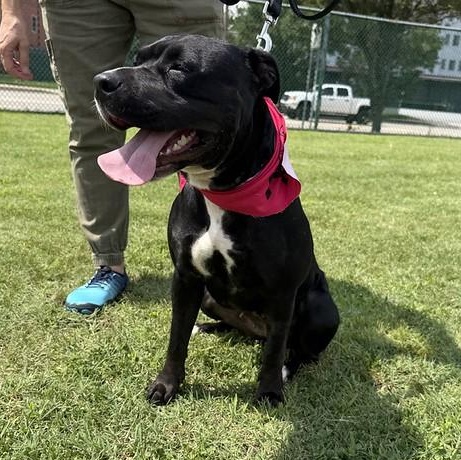 Julep, a ADOPTABLE Mixed Breed in Chester, PA image 2/6
